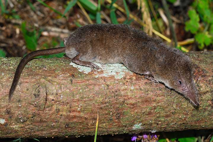 Sorex sp. - Dolomiti